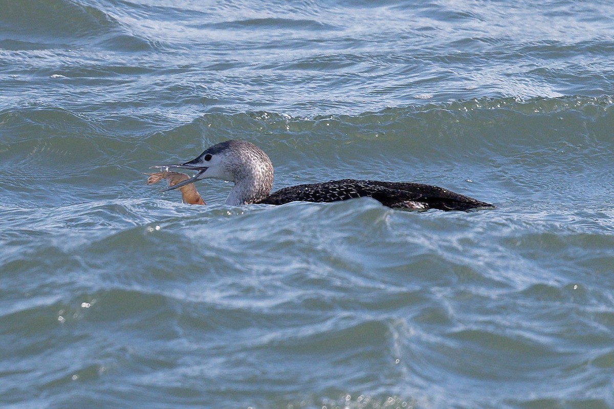 Sterntaucher - ML614483077