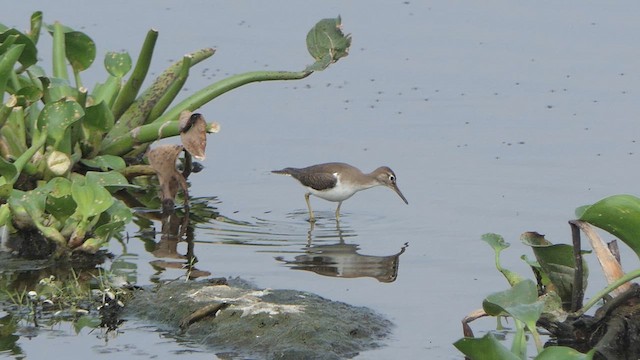 Common Sandpiper - ML614483080