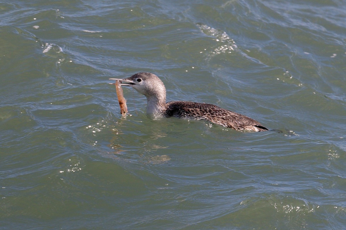 Sterntaucher - ML614483096