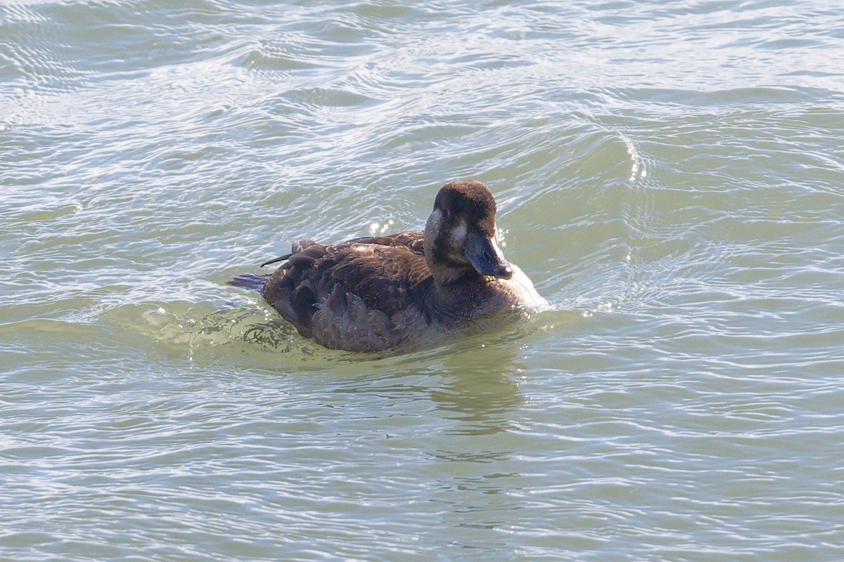 Black Scoter - ML614483100