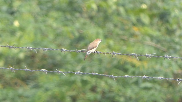 Indian Silverbill - ML614483116