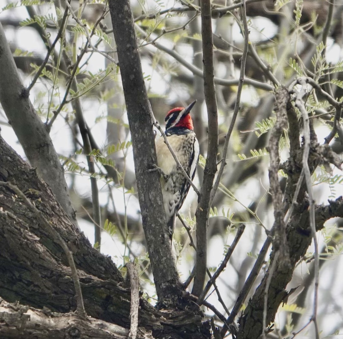 Red-naped Sapsucker - ML614483131