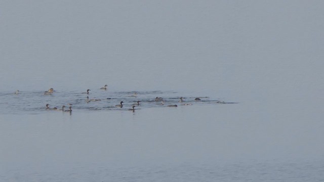 Little Grebe - ML614483141