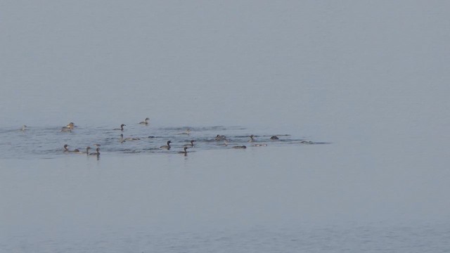 Little Grebe - ML614483141