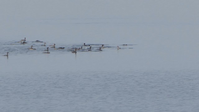 Little Grebe - ML614483152