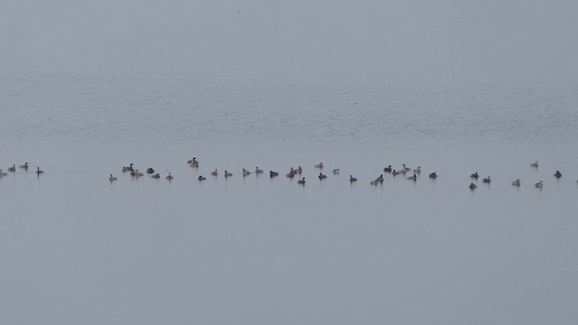 Little Grebe - ML614483164