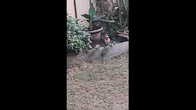 palmedue - ML614483169