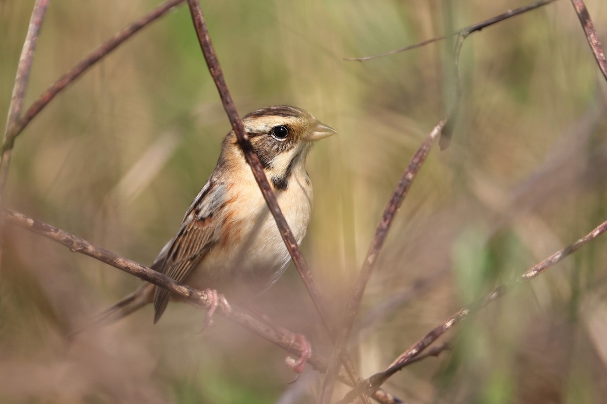 Mandschurenammer - ML614483204