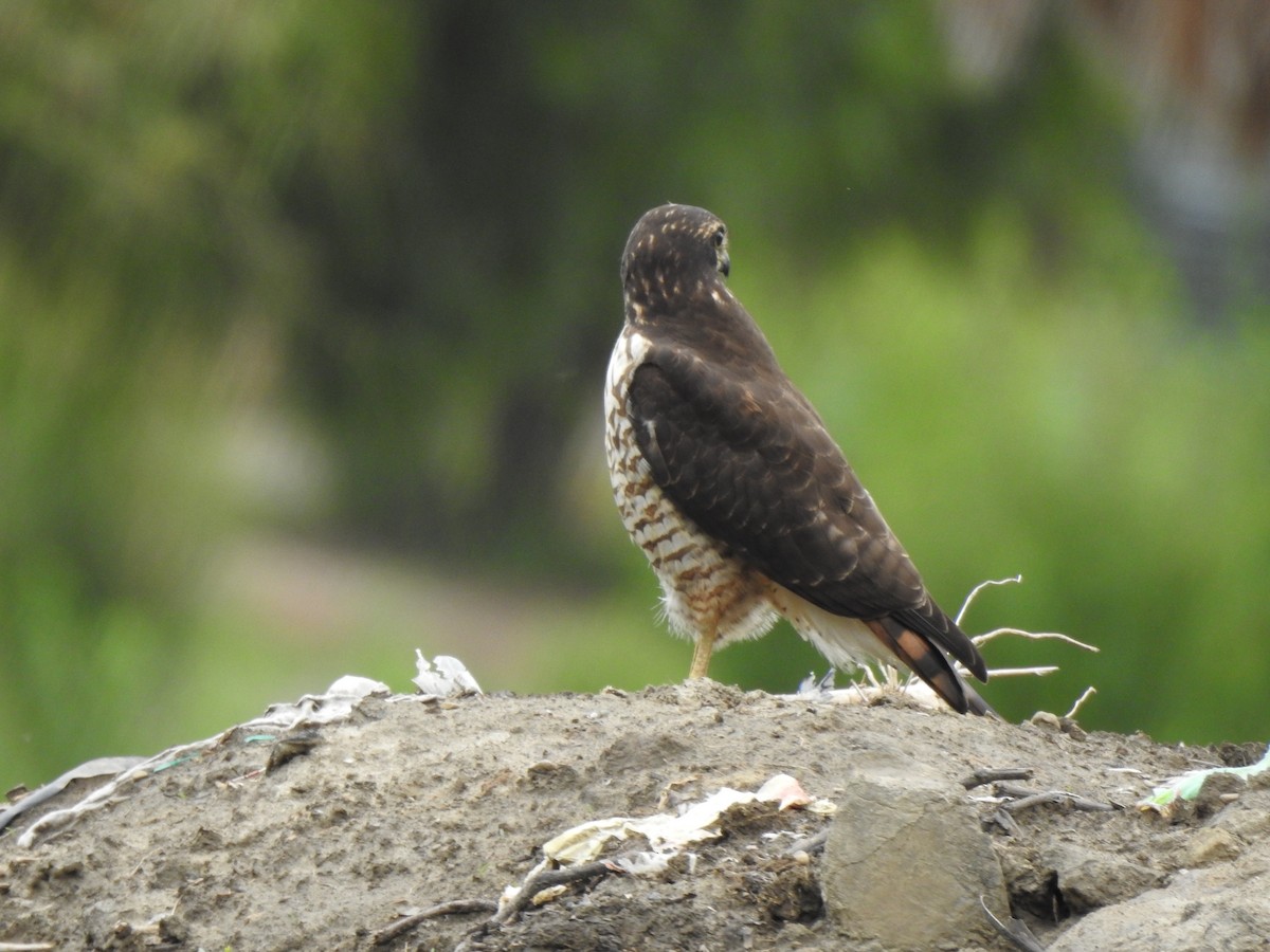 Roadside Hawk - ML614483238