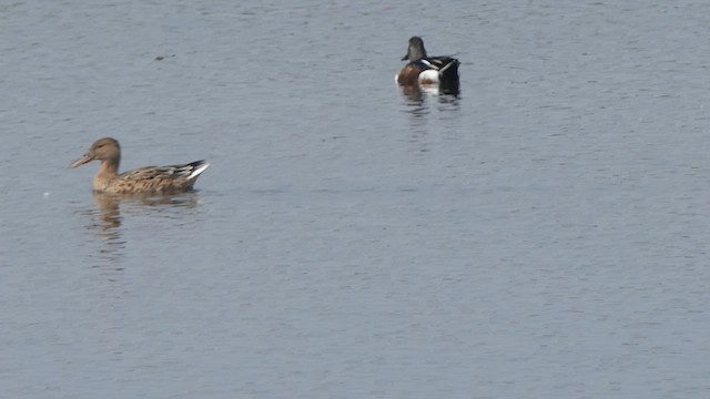 Northern Shoveler - ML614483239