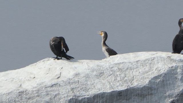 Cormorán Grande - ML614483253