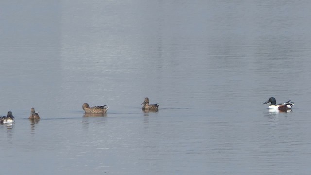 Northern Shoveler - ML614483262