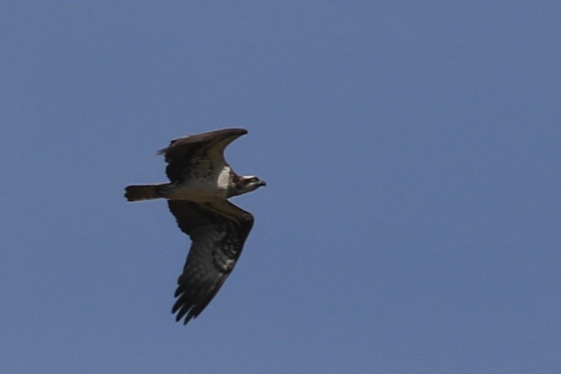 Arrano arrantzalea (haliaetus) - ML614483301