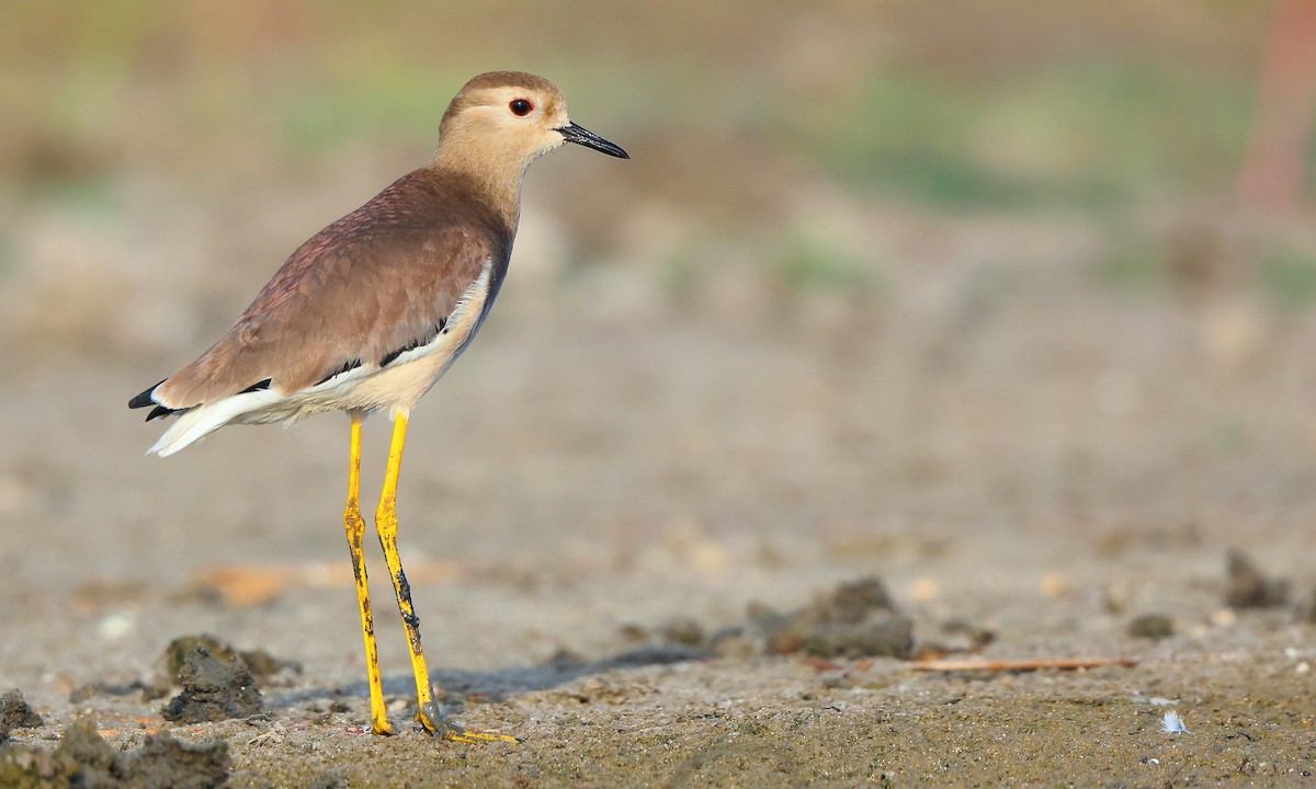 White-tailed Lapwing - Albin Jacob