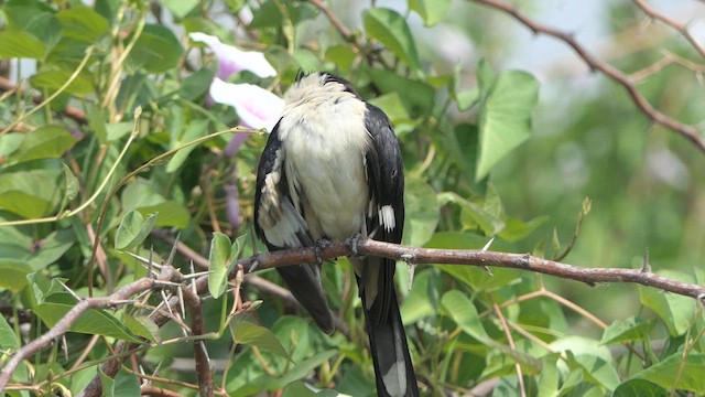 Pied Cuckoo - ML614483319