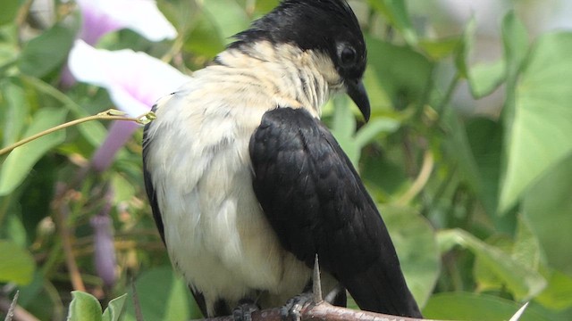 Pied Cuckoo - ML614483338