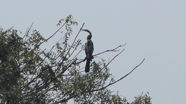 Anhinga Asiática - ML614483346