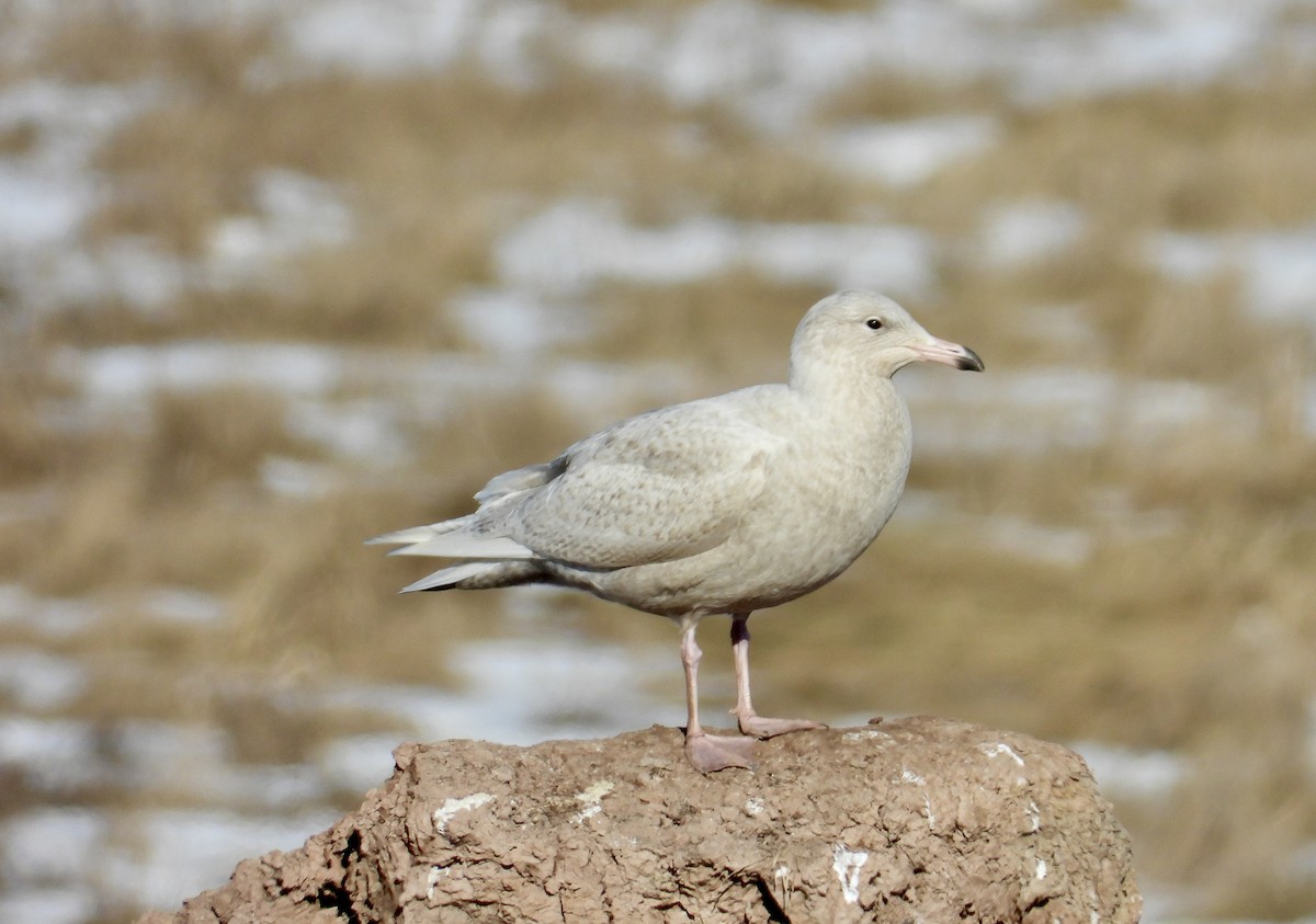 Glaucous Gull - Cindy  Ward