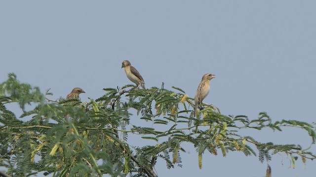 Baya Weaver - ML614483349