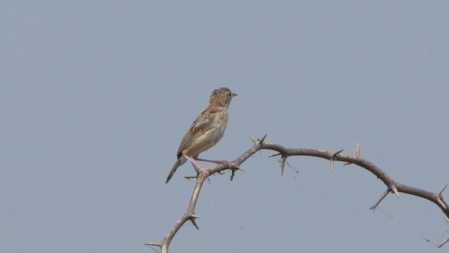 Zitting Cisticola - ML614483351