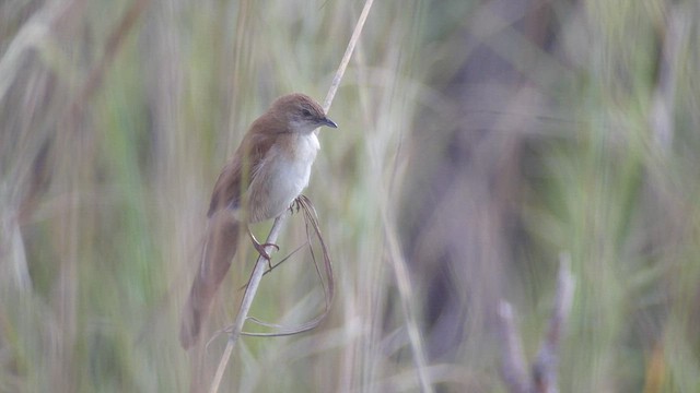 Fan-tailed Grassbird - ML614483357