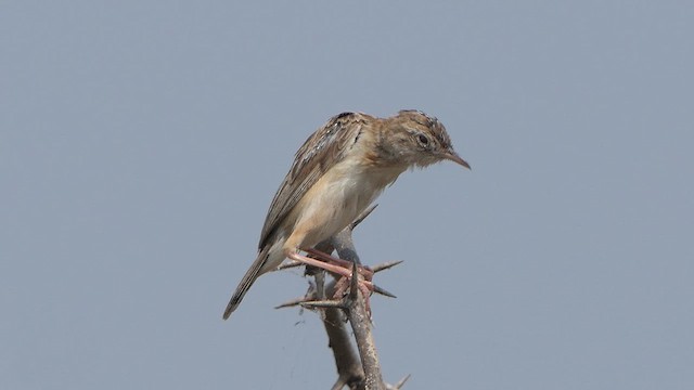 Zitting Cisticola - ML614483368