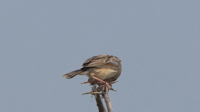 Zitting Cisticola - ML614483372