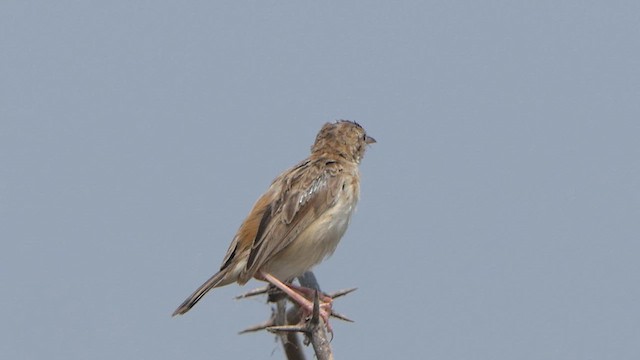 Zitting Cisticola - ML614483375