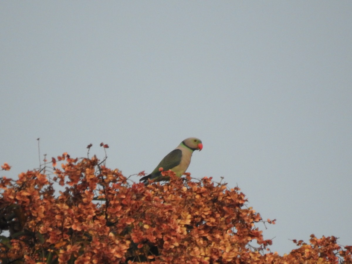 Malabar Parakeet - Rajashree Kale