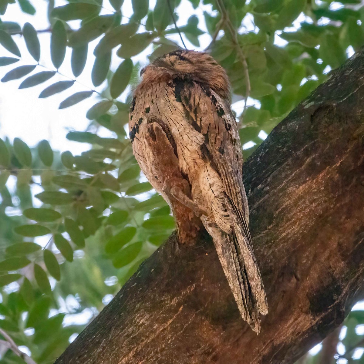 Northern Potoo - ML614483406