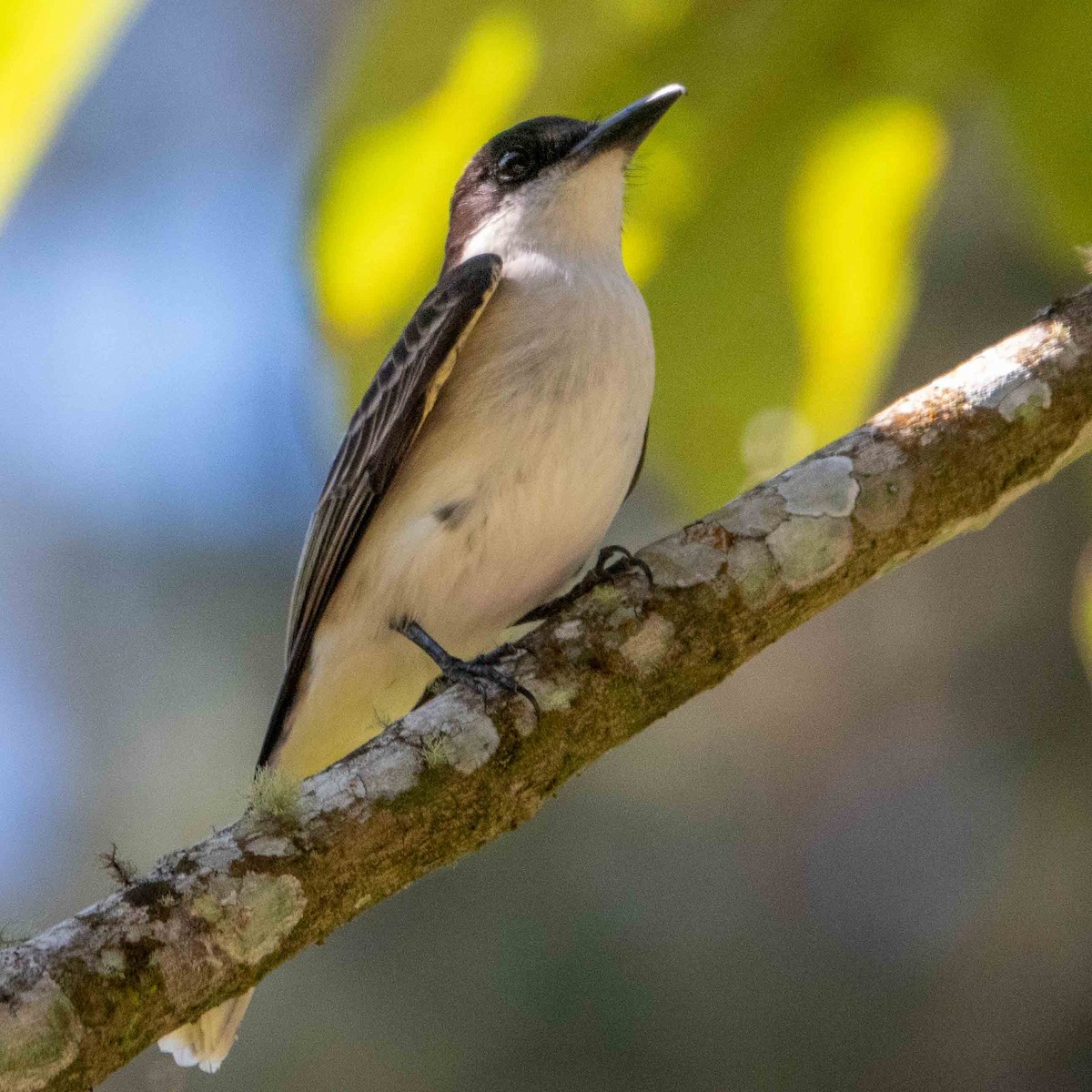 Loggerhead Kingbird - ML614483422