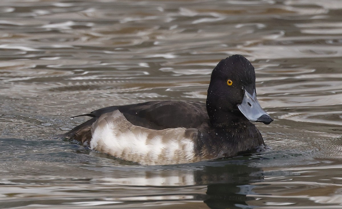 Tufted Duck - ML614483427