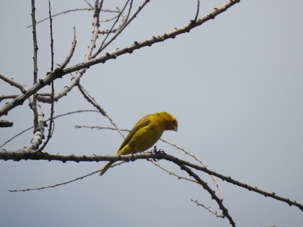 Saffron Finch - ML614483446