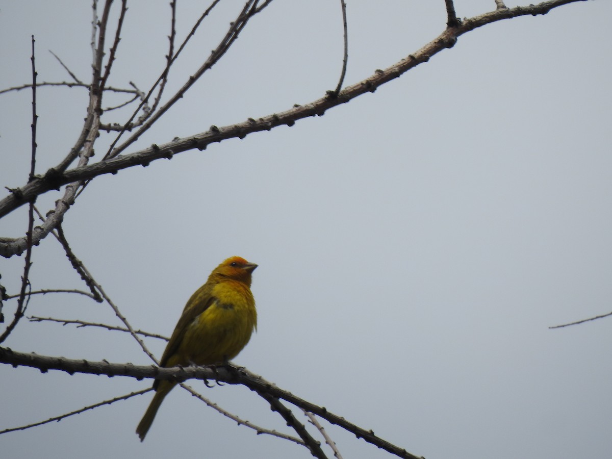 Saffron Finch - ML614483447