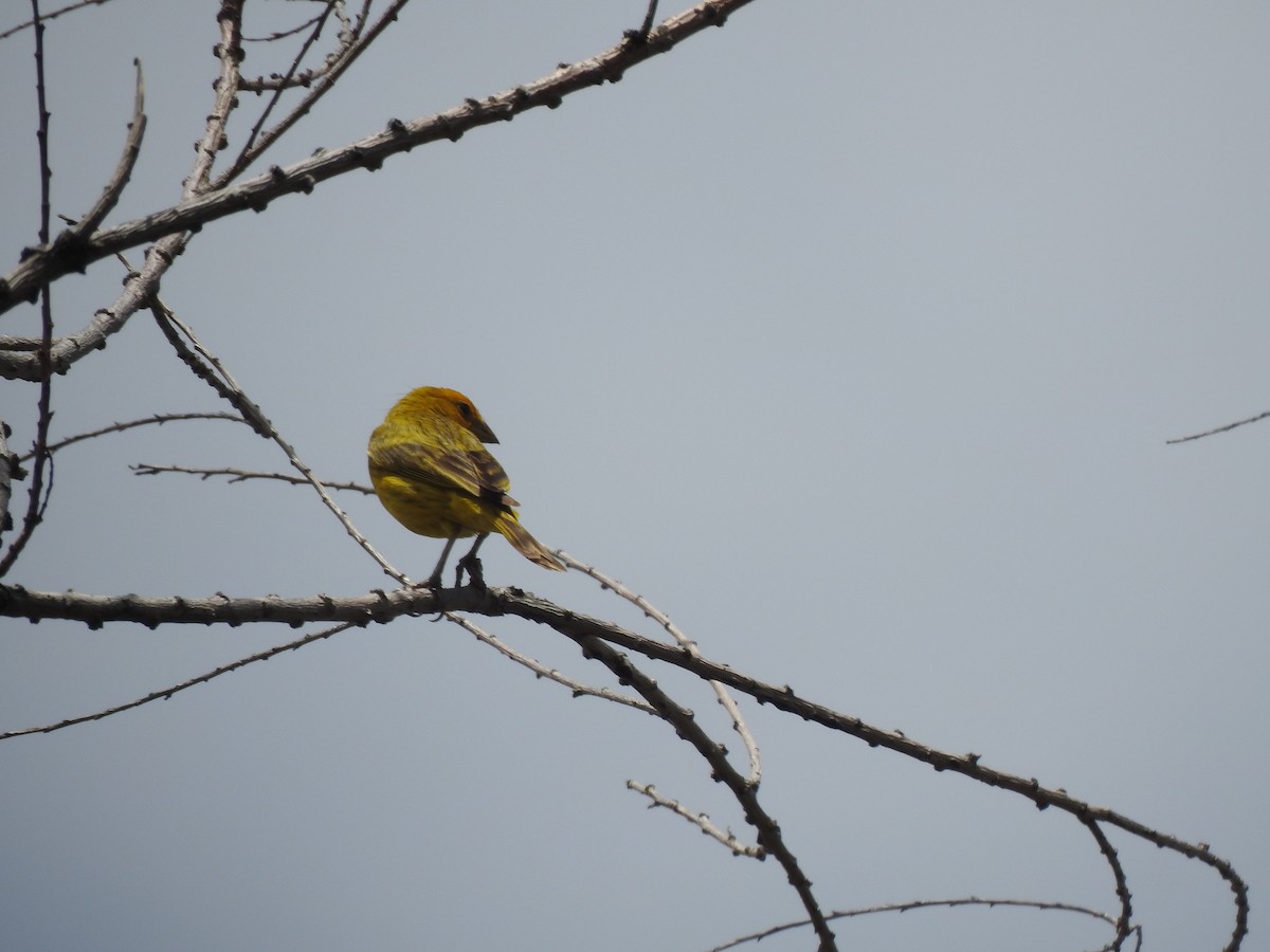 Saffron Finch - ML614483448