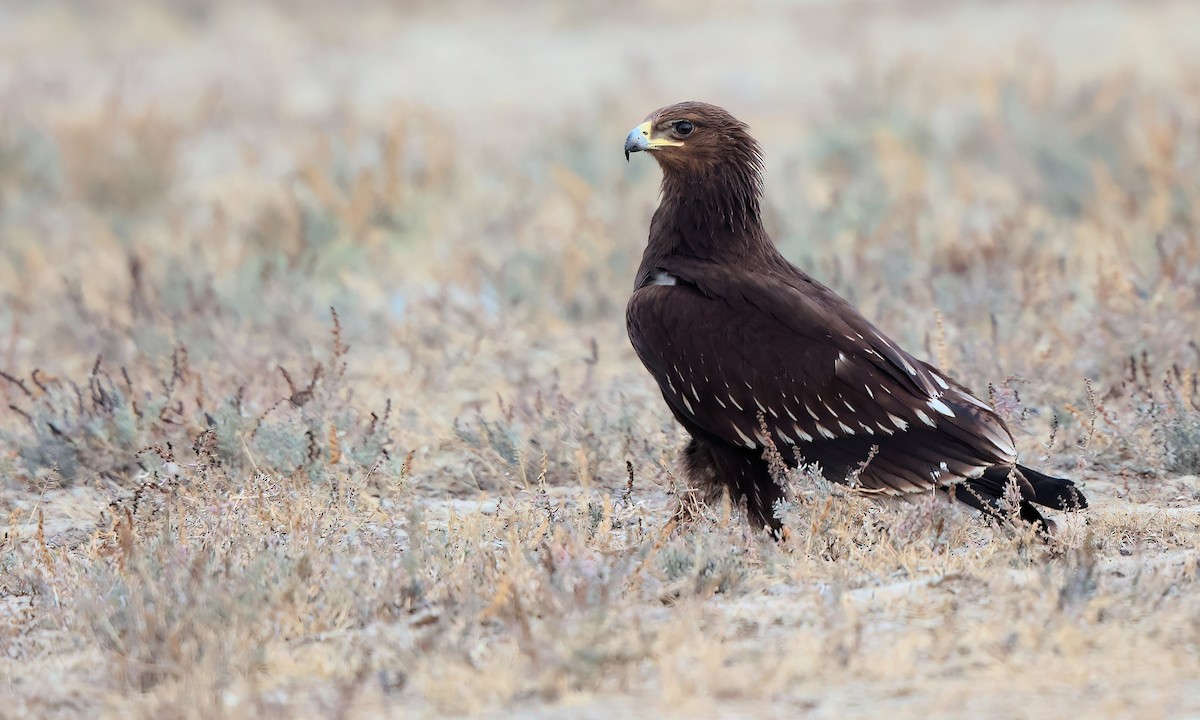 Águila Moteada - ML614483475