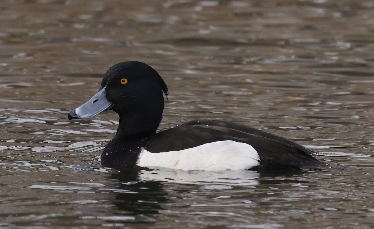 Tufted Duck - ML614483492