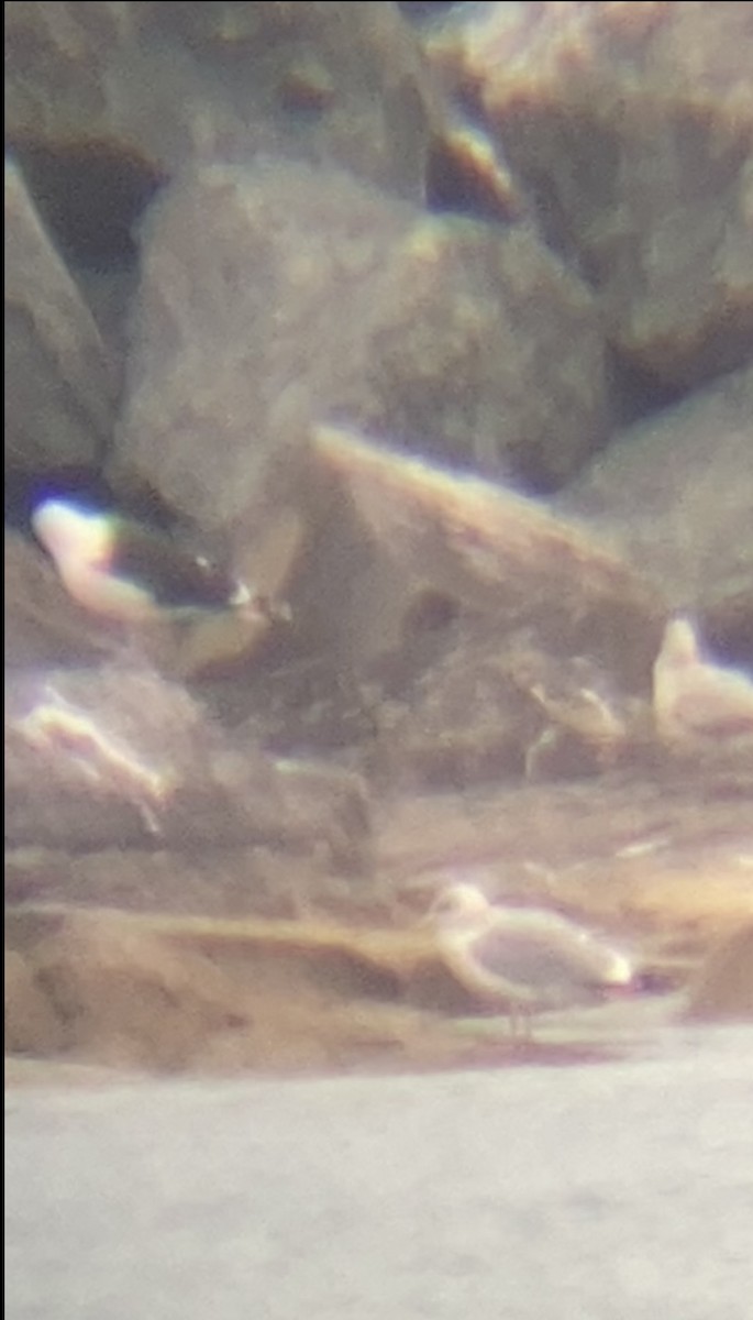 racek mořský - ML614483570