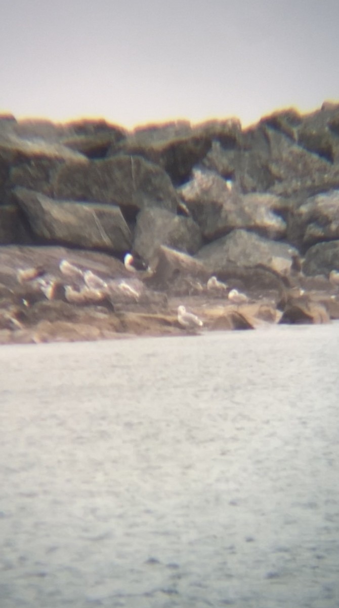 racek mořský - ML614483571