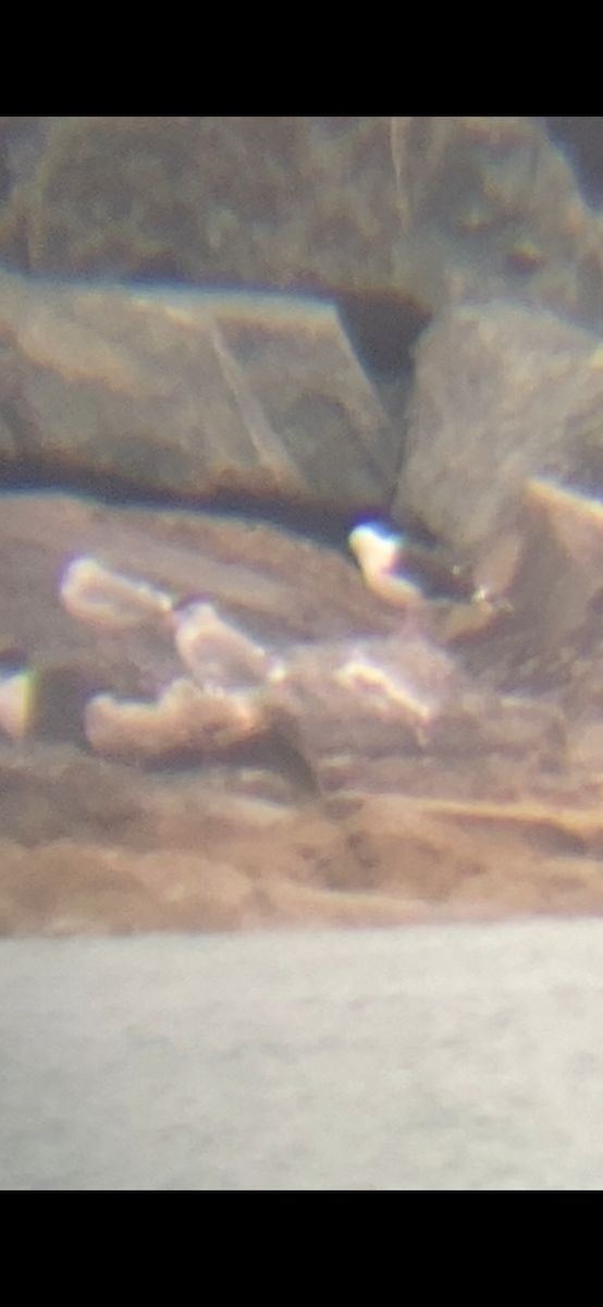 racek mořský - ML614483574