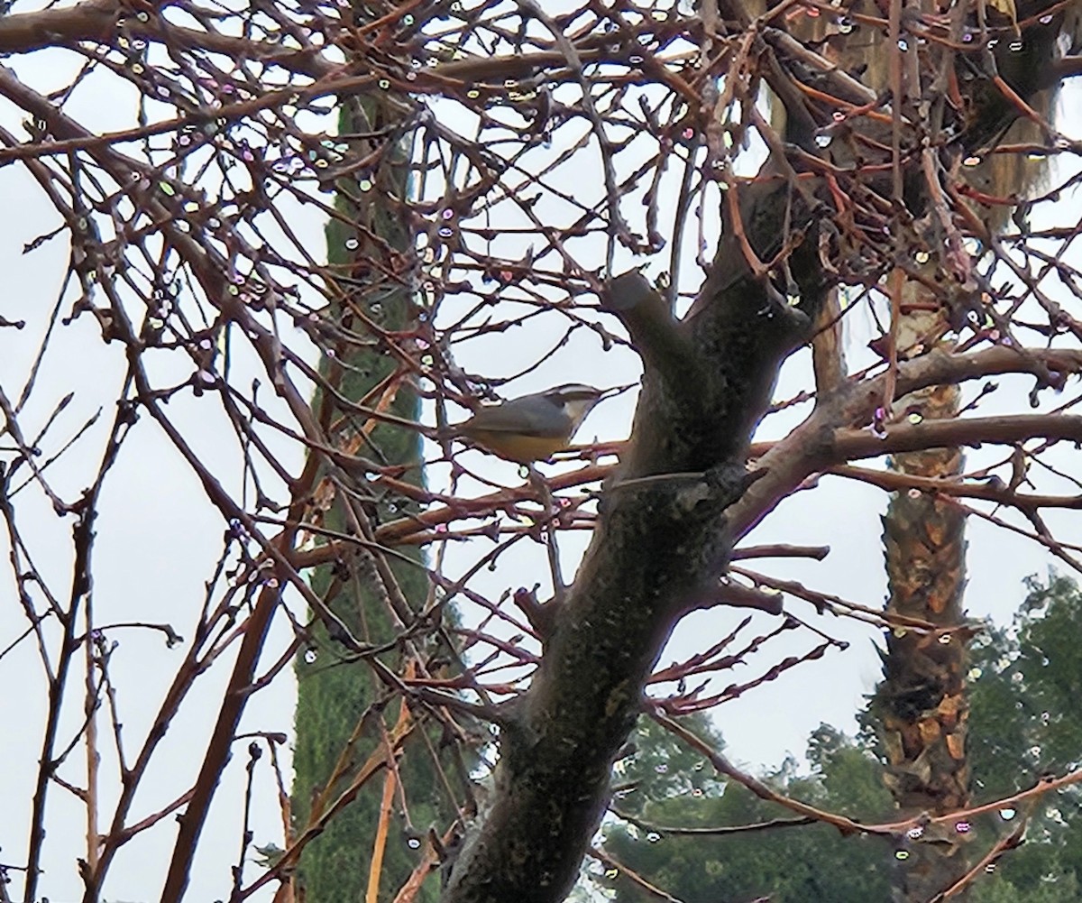 Red-breasted Nuthatch - ML614483587