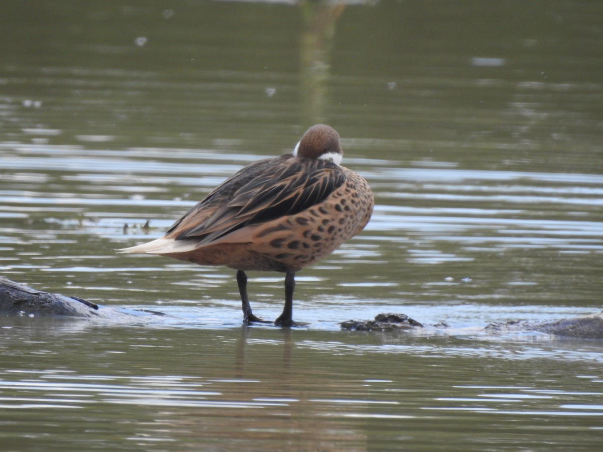 White-cheeked Pintail - JOSÉ AUGUSTO Mérida Misericordia