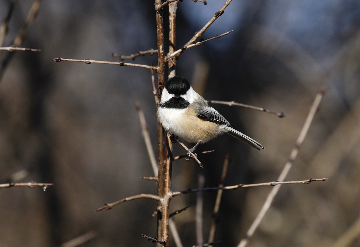 Mésange à tête noire - ML614483626