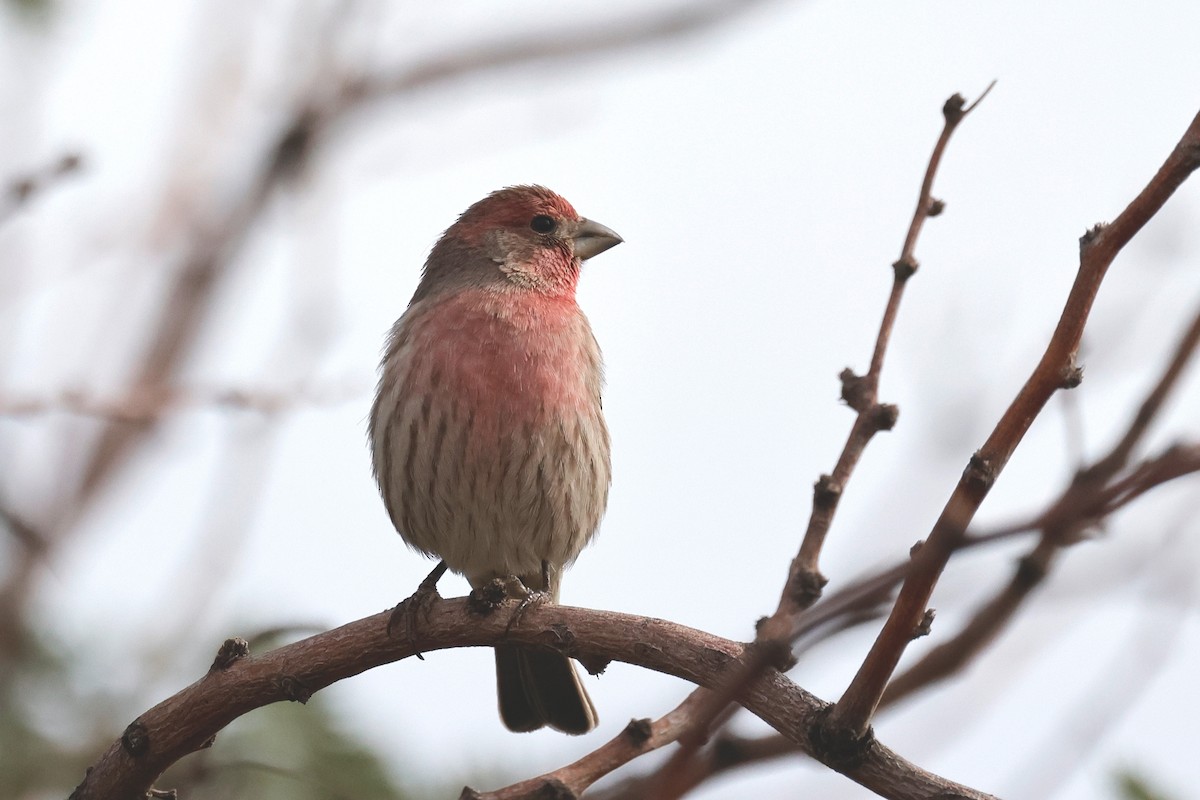 House Finch - Shmuel Bernstein