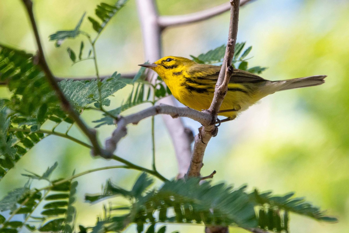 Prairie Warbler - ML614483690