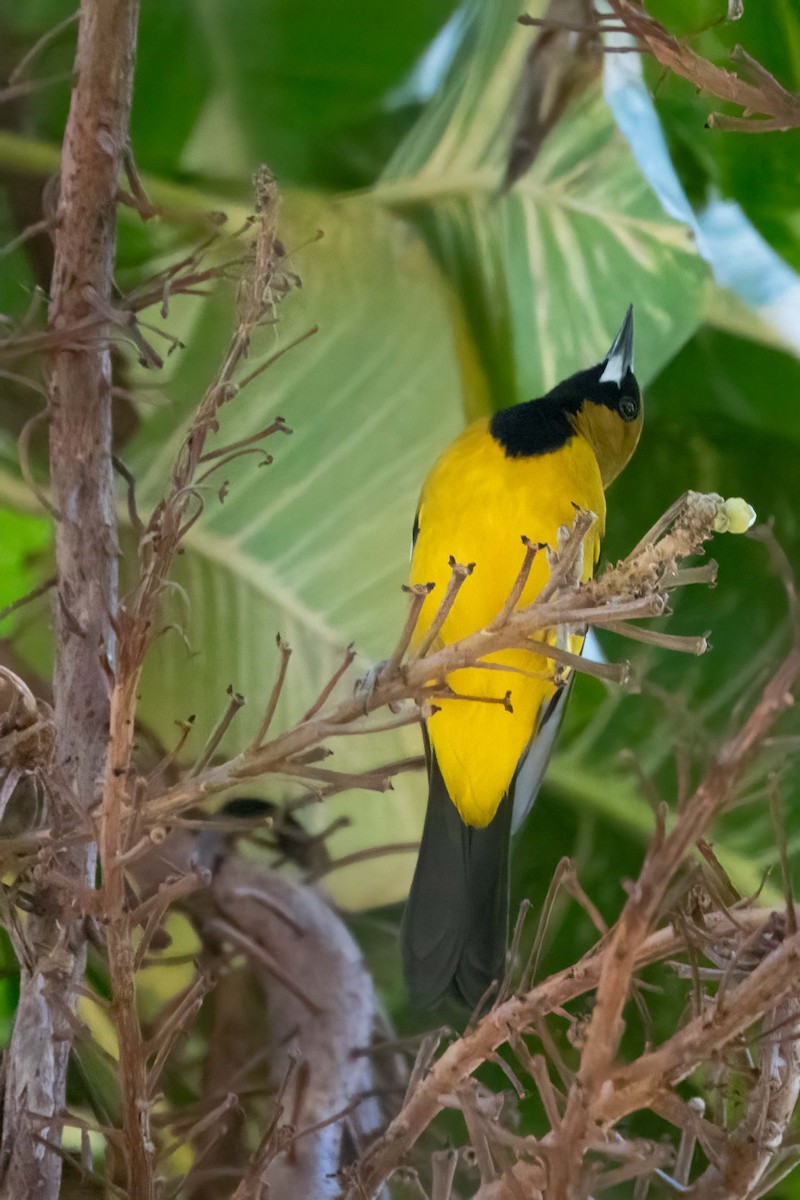 Oriole de Jamaïque - ML614483705