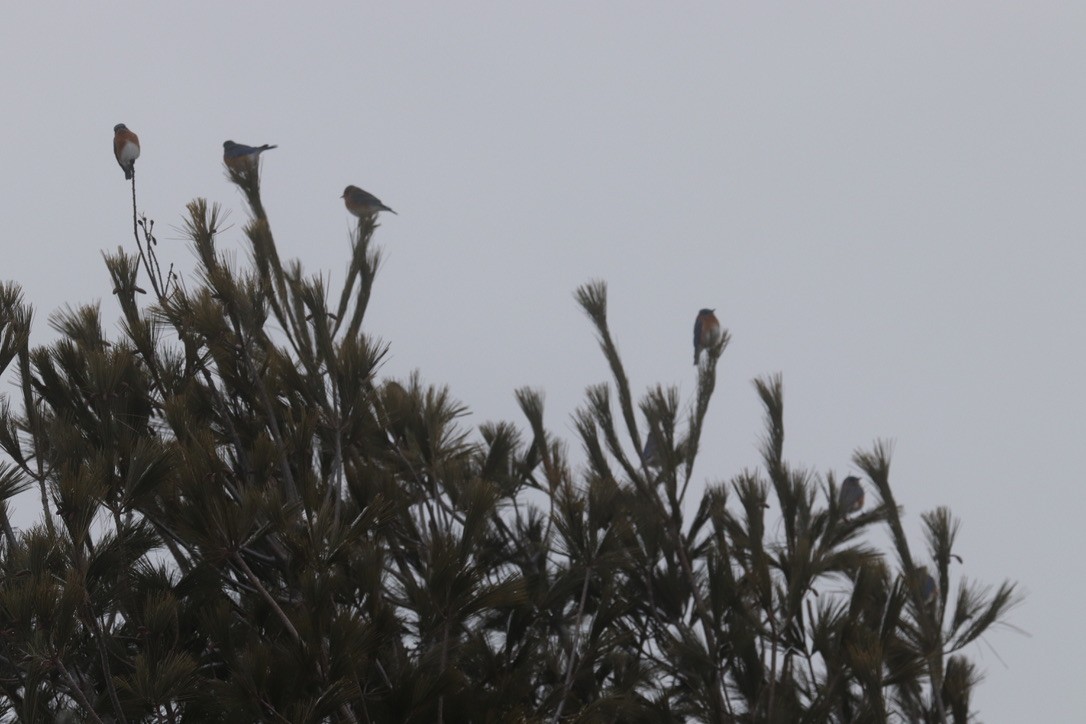 Eastern Bluebird - ML614483736