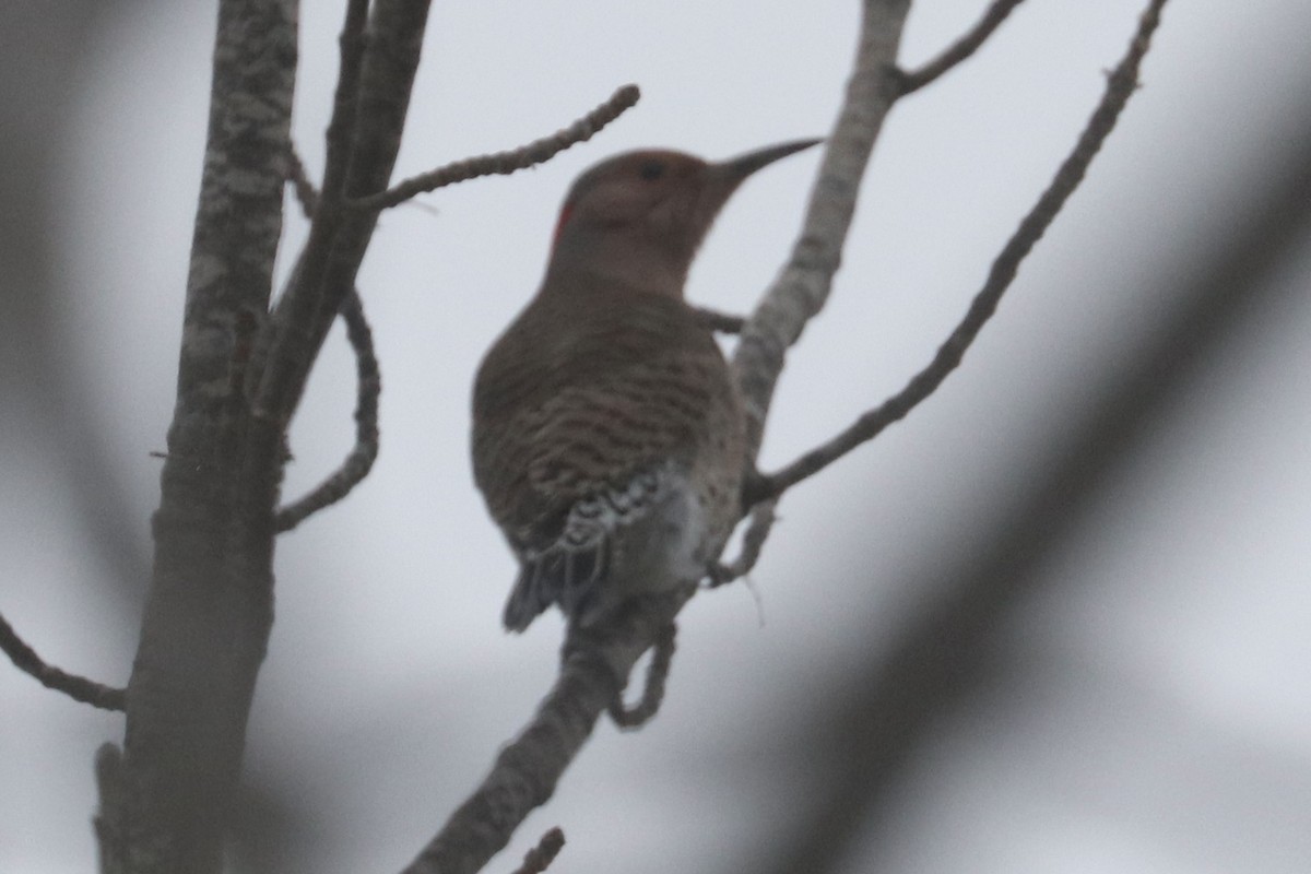 Northern Flicker - ML614483756