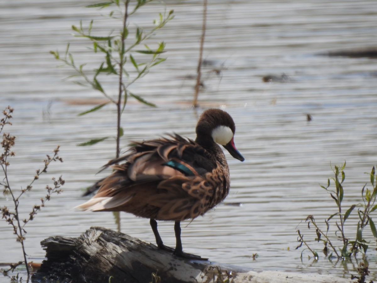 White-cheeked Pintail - ML614483757