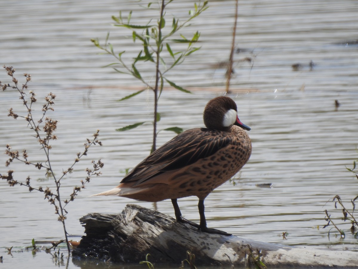 White-cheeked Pintail - JOSÉ AUGUSTO Mérida Misericordia